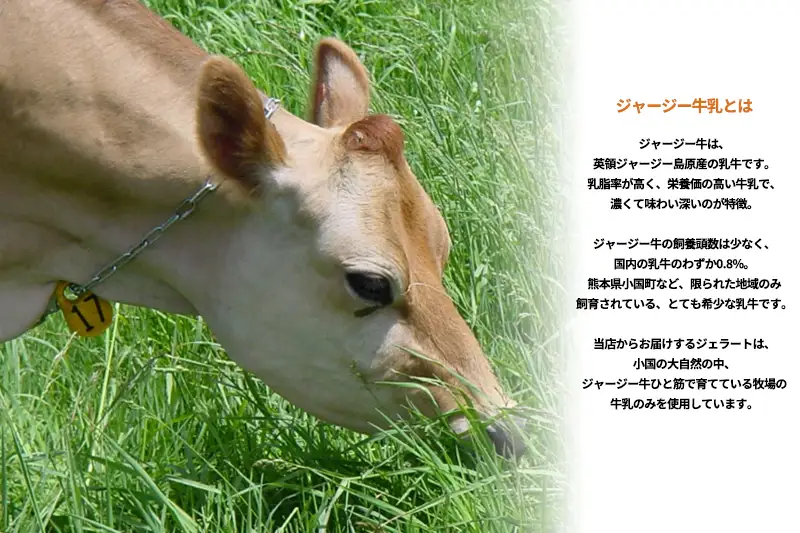 【OGUNIYA JERJEY】阿蘇小国ジャージージェラート ミルク 6個 ゴールデンミルク 牧場しぼり 山吹色のジャージー牛乳使用 お取り寄せ ご褒美 簡易のし 贈答 ギフト 記念日 ご自宅用 チルド 冷凍配送