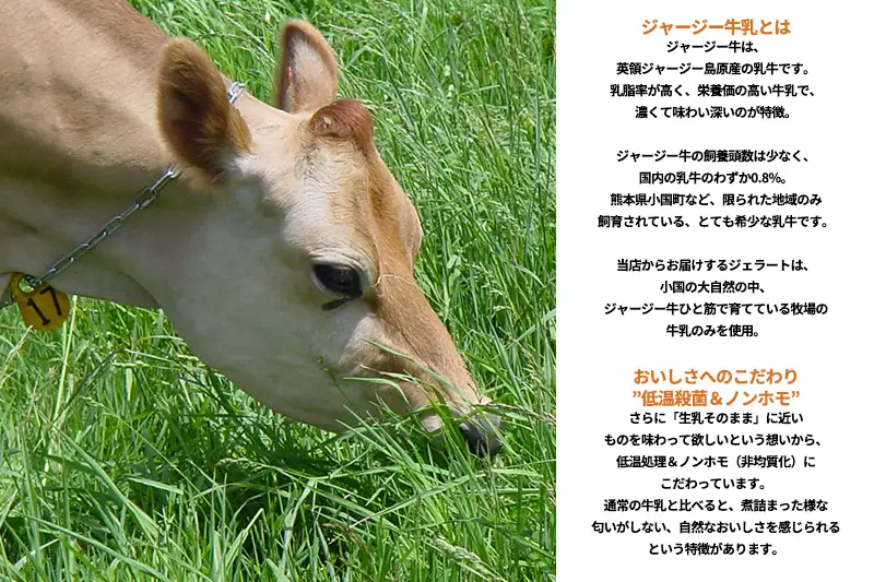 【OGUNIYA JERJEY】阿蘇小国ジャージージェラート ミルク 12個 ゴールデンミルク 牧場しぼり 山吹色のジャージー牛乳使用 お取り寄せ ご褒美 簡易のし 贈答 ギフト 記念日 ご自宅用 チルド 冷凍配送