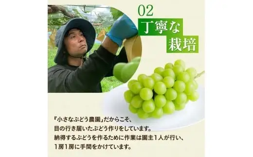 ゴールデン シャインマスカット【2026年先行予約】除草剤不使用 極み完熟 1kg以上(2~3房) ご家庭用   ぶどう シャインマスカット マスカット しゃいんますかっと 葡萄 くだもの 果物 農家直送 新鮮 種なし 皮ごと 岡山県 真庭市 【koko017】