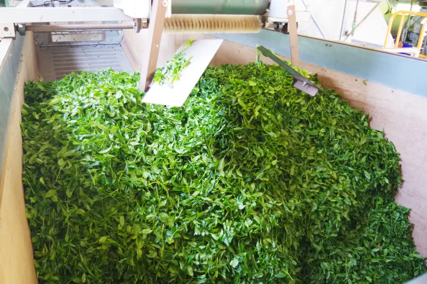お茶 緑茶 茶葉 そのぎ茶 「澄」「晴」 100g 2本 [尾上製茶 長崎県 東彼杵町 hs42beb820000]