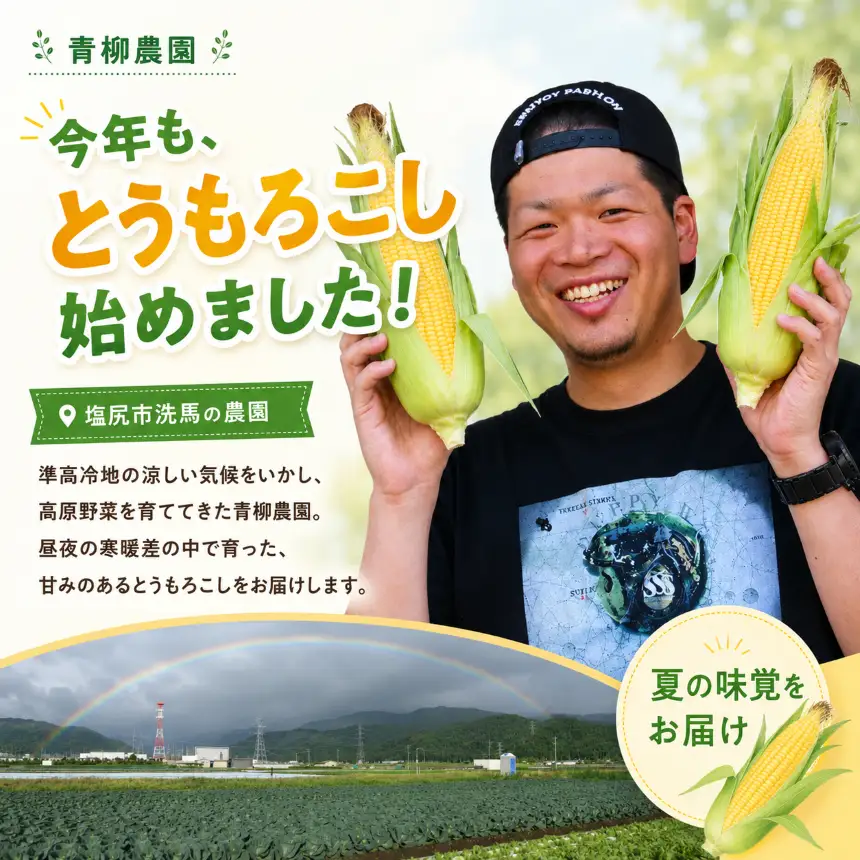 【2026年先行予約】 極甘スイートコーン 3L級 11本 約5kg （高原野菜の名産地　信州しおじり洗馬産）【7月末～8月中旬にかけて順次発送予定】