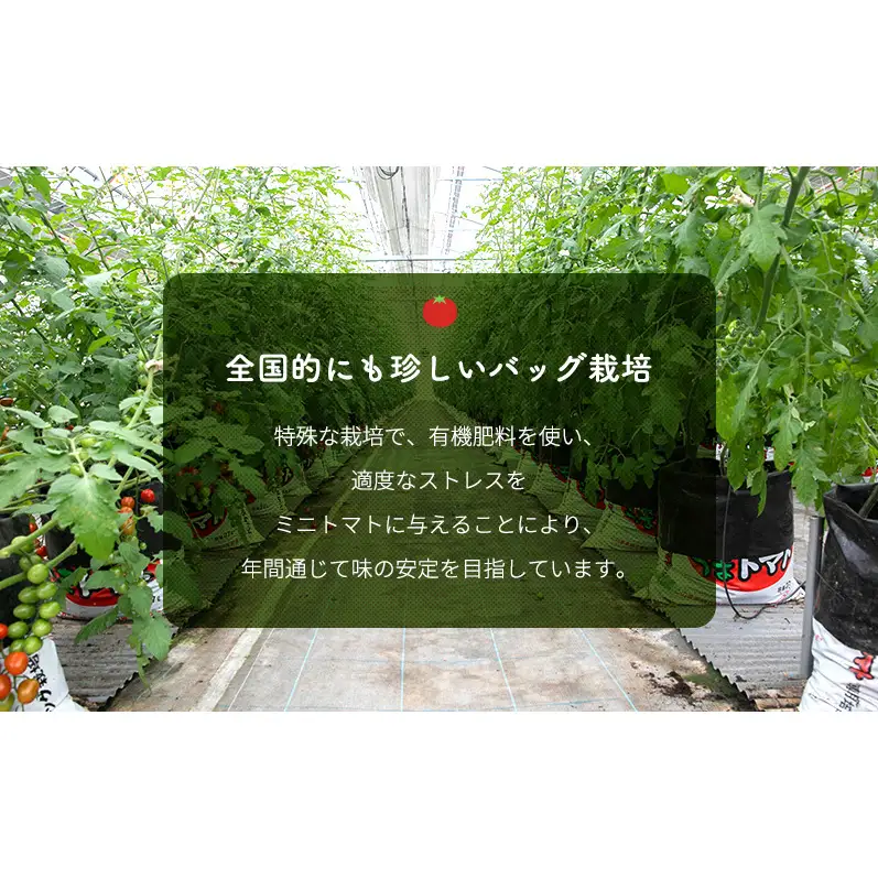 【2026年10月～順次出荷】定期便 3回 ミニトマト2kg　アマメイド糖度8度以上　高リピート率野菜
