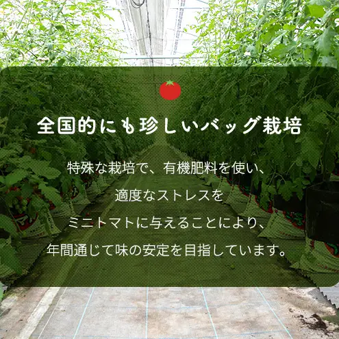 【2026年10月～順次出荷】定期便 2回 ミニトマト3kg　アマメイド糖度8度以上　高リピート率野菜