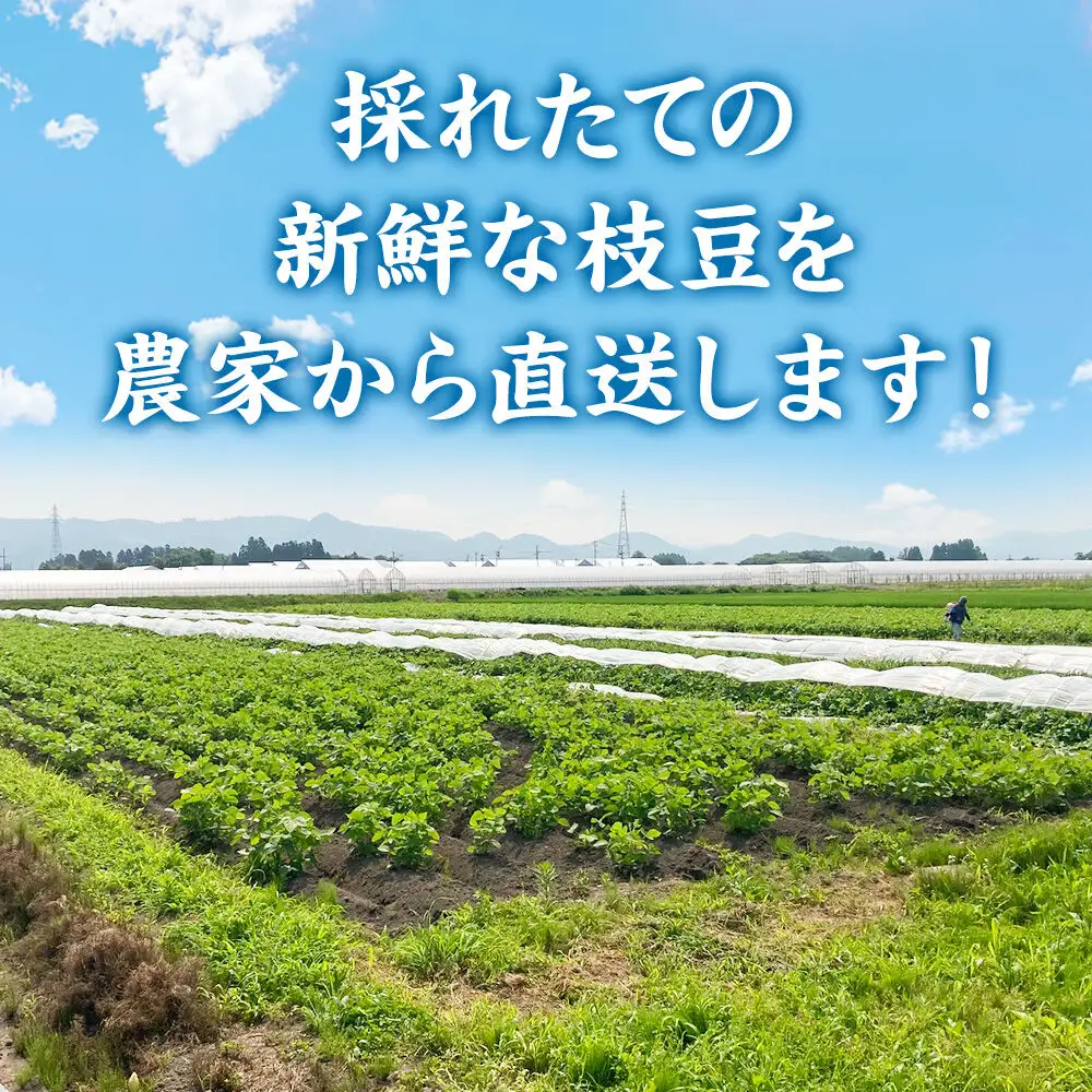 ＜先行受付 7月下旬より発送＞作り手の顔が見える「新鮮いきいき枝豆」 5.0kg（250g×20袋）秋田県横手市産