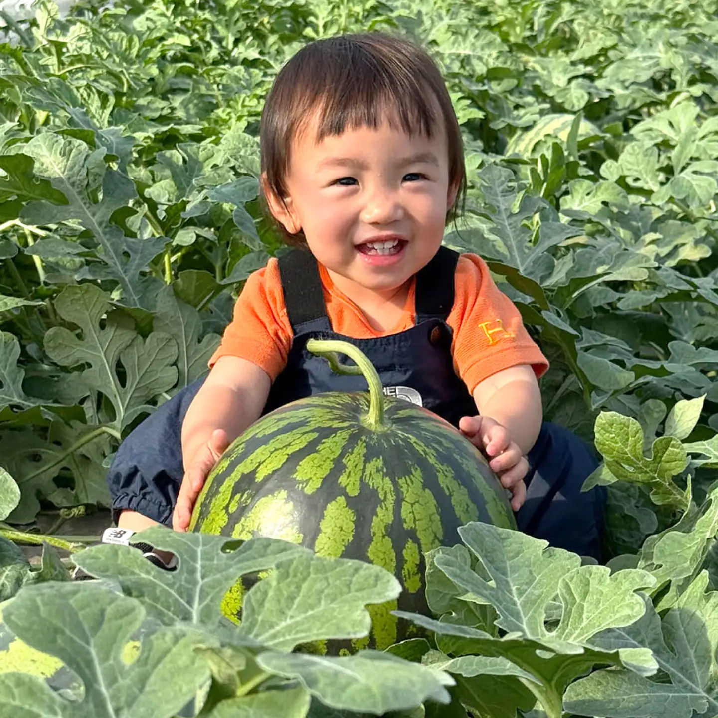 大玉スイカ 7～8kg（2L～3L） すいか 大玉 フルーツ 野菜 果物 山鹿市 【山下農園】[ZGA001]