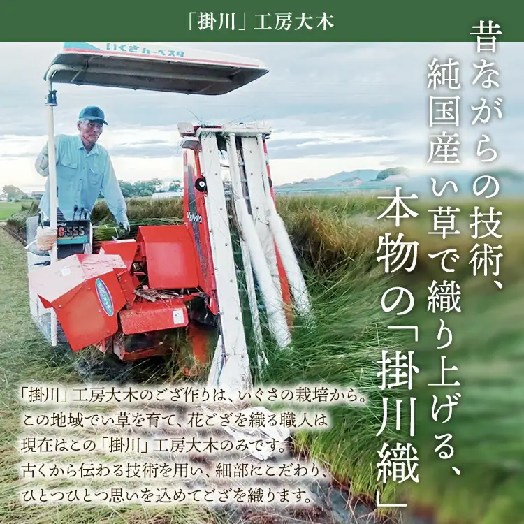 純国産天然いぐさ　「掛川　虹」３畳 （黒色）　BG024