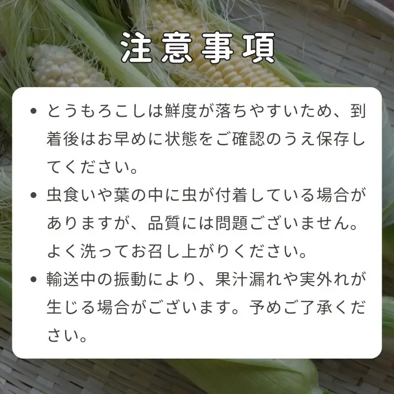 とうもろこし 2種 各5本 計 10本 セット 京丹後産 京都