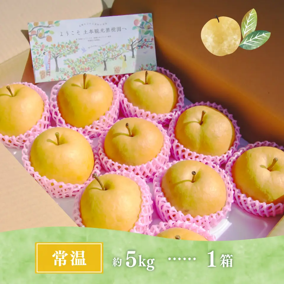 【ふるさと納税】＜新興梨 【期間・数量限定】＞梨 5kg 10～11玉 高知県 佐川町 黒岩 土本観光果樹園 フルーツ【常温】