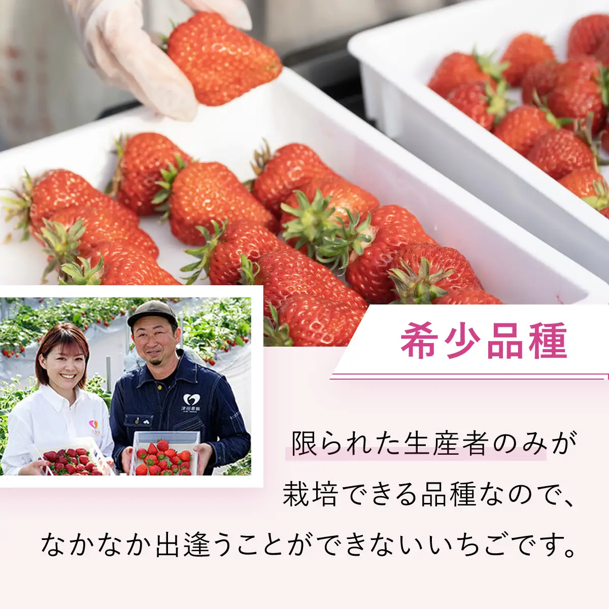 魅惑の黒いちご「真紅の美鈴」とジャムセット　TME004