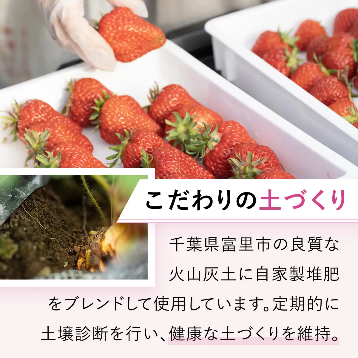甘みと酸味が絶妙「とちおとめ」とジャムセット　TME005