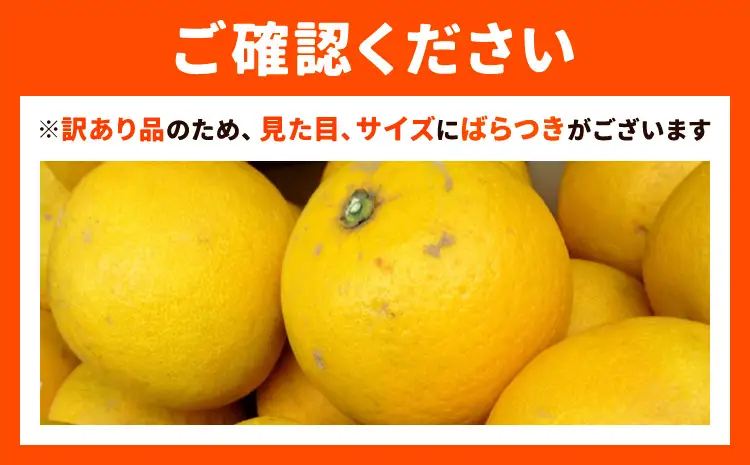 【2027年先行予約】訳あり パール柑 10kg みかん ミカン フルーツ 天草 苓北《2027年3月上旬-4月中旬頃出荷予定》都呂々みかん