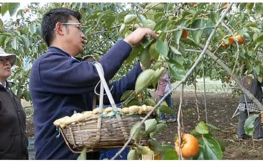 笛吹市産甲州百目あんぽ柿6個 090-019
