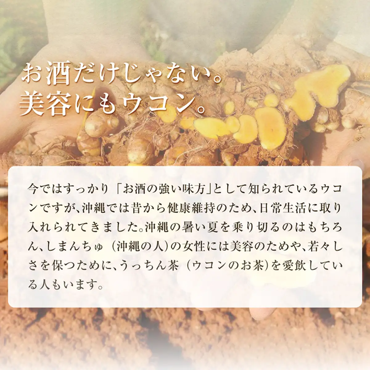《定期便6回 1袋》琉球発酵ウコン 1袋(1粒重量250mg 3粒×31包)  | 沖縄県産の3種類のウコン | 飲みやすい タブレット 無農薬 農薬・化学肥料 不使用 自然由来 | 株式会社 しまのや | サプリ サプリメント 健康食品 | 送料無料