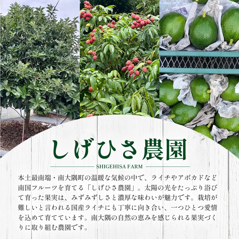 【期間限定・数量限定】 2026年11月より順次発送予定 南大隅町産 生アボカド 約1kg （4品種から2種以上おまかせ）SG-2｜ 産地直送 国産 アボカド 新鮮 森のバター 希少 鹿児島県産 本土最南端 ピンカートン モンロー ジャンボイス エッティンガー しげひさ農園