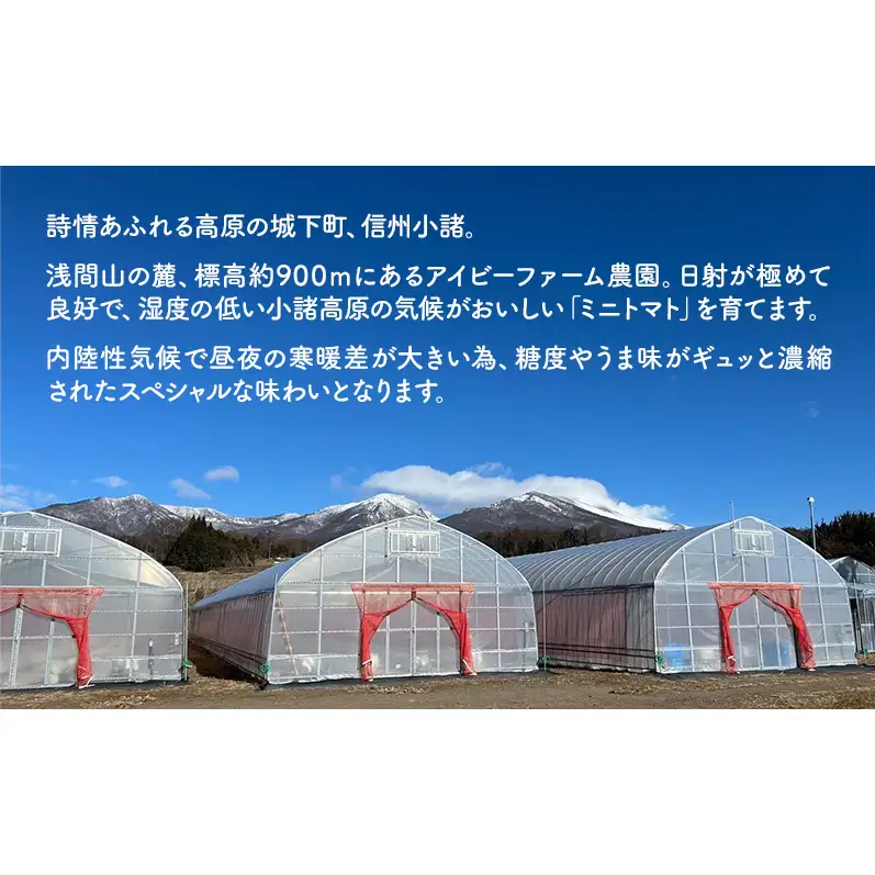 【お試し】 ミニトマト 約500g 注文時の食べごろ品種詰め合わせ アイビーファーム 長野 信州 小諸 産地直送