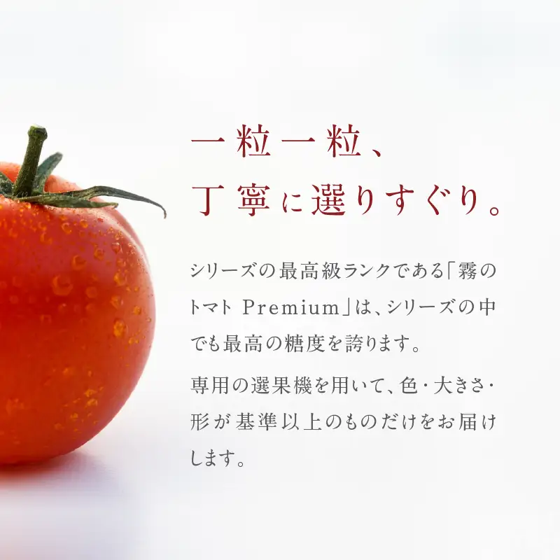 【予約受付】１月以降発送【霧で育てた濃厚な味】霧のトマトPremium　150ｇ×１パック