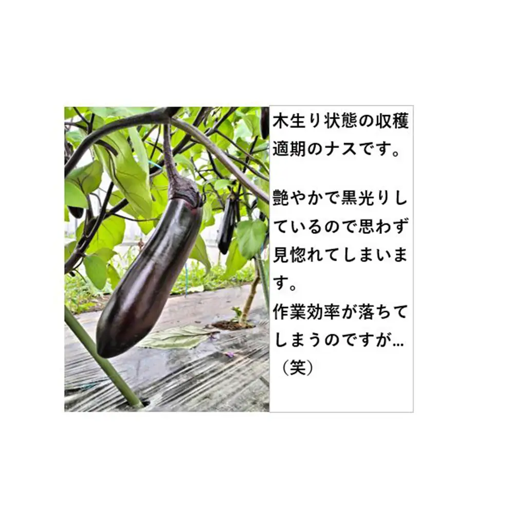 ナス 黒光りする太くて長い！10本　【40P3224】