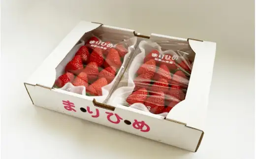 まりひめ イチゴ L～２L 12粒～15粒×2パック / 果物 甘い いちご 和歌山 ※2027年1月中旬～3月下旬頃配送予定【先行販売】※離島への配送不可【kgr500-250-2A】