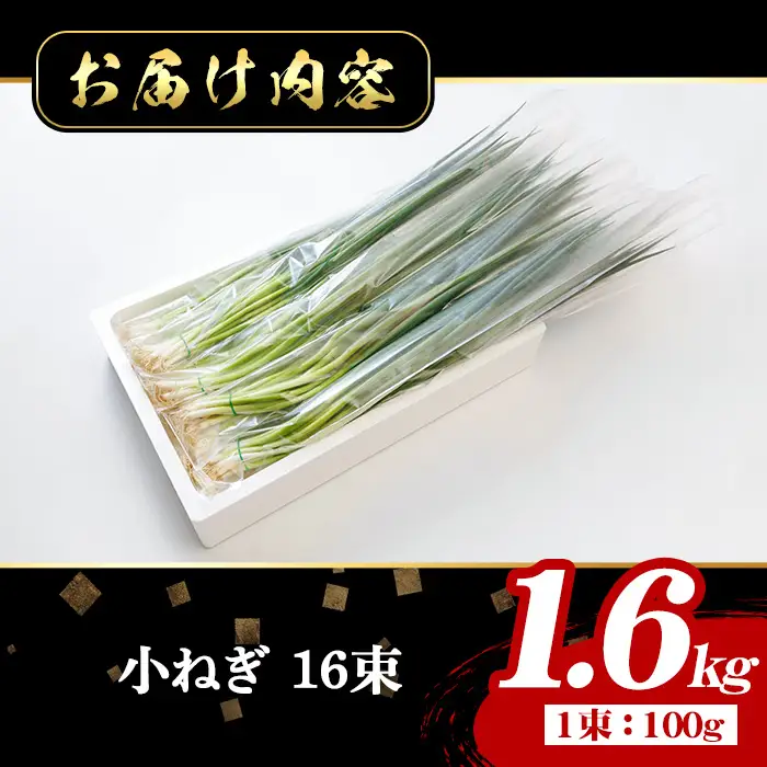 小ねぎ(計1.6kg・100g×16束) 葱 薬味 野菜 【葱屋おおくぼ】【110701100】