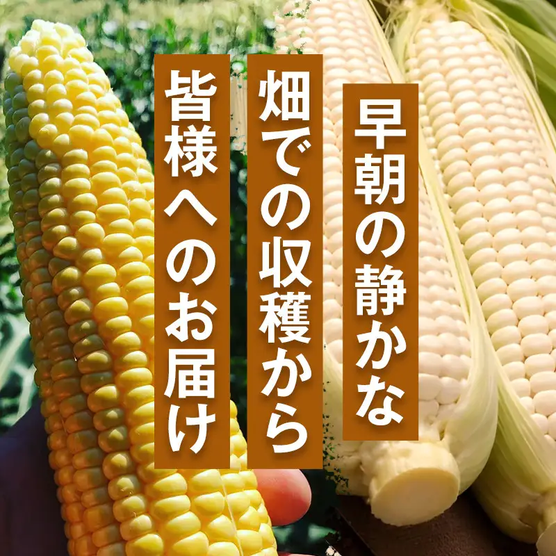 ［定期便・全3回］［夏の味覚］潮風ゴールド 2Lサイズ 5～8本 1セット とうもろこし トウモロコシ ゴールドラッシュ 黄色 潮風ゴールド スイートコーン 茹でとうもろこし BBQ 焼き肉 白浜町