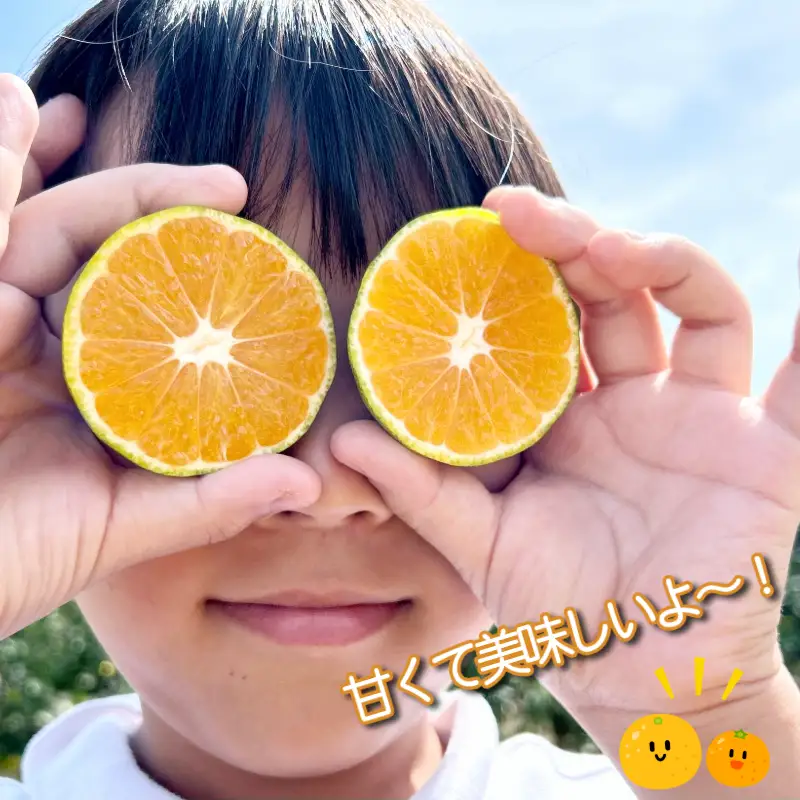 【2026年12月順次発送】　金時紅みかん 5kg みかん 甘い 紅 みかん 柑橘 蜜柑