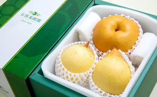 あたご梨・鴨梨（ヤーリー）詰合せ 2玉 合計約2kg 贈答箱 なし 梨 愛宕梨 ナシ 果物 フルーツ 果実 岡山県 倉敷市【2026年11月下旬～12月下旬迄順次発送予定】