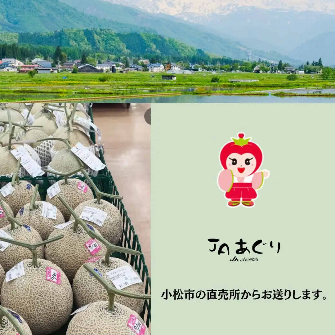 【先行予約】 アールスメロン 1玉 約2kg マスクメロン 青肉 石川県 小松市