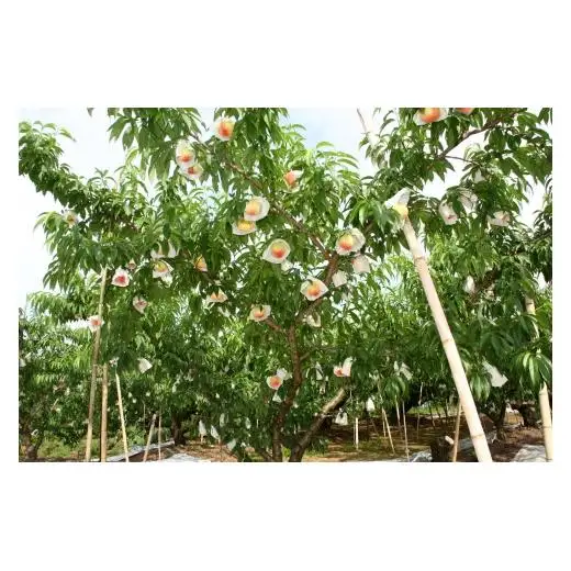N029　あら川の桃　優品（ご家庭用）２ｋｇ（６～８玉入り）