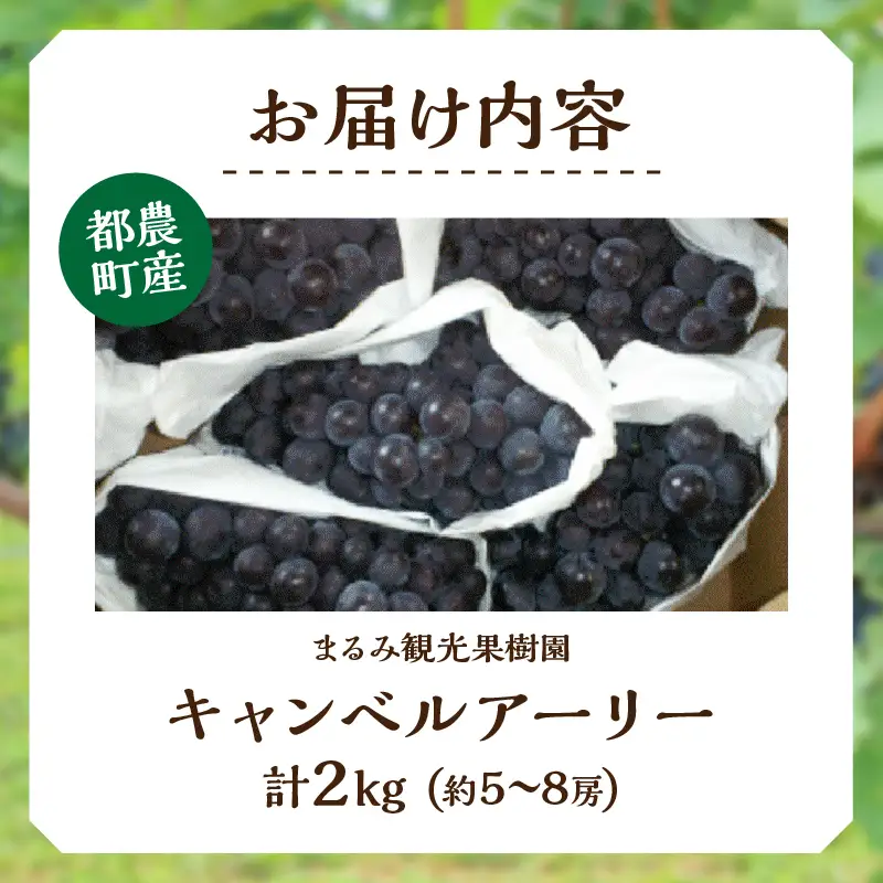 まるみ果樹園のぶどう『キャンベルアーリー』(計2kg) 葡萄 果物 フルーツ 天然 ミネラル栽培_T036-003