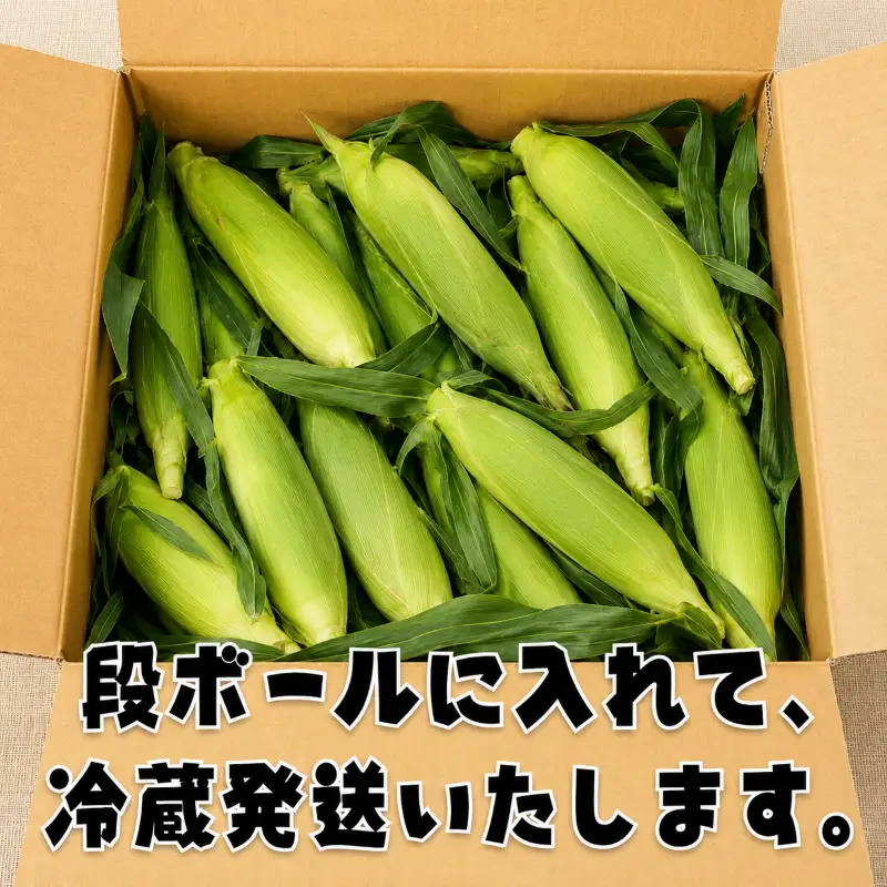 先行予約 訳あり とうもろこし 12本（約4kg） 銚子産 とうもろこし