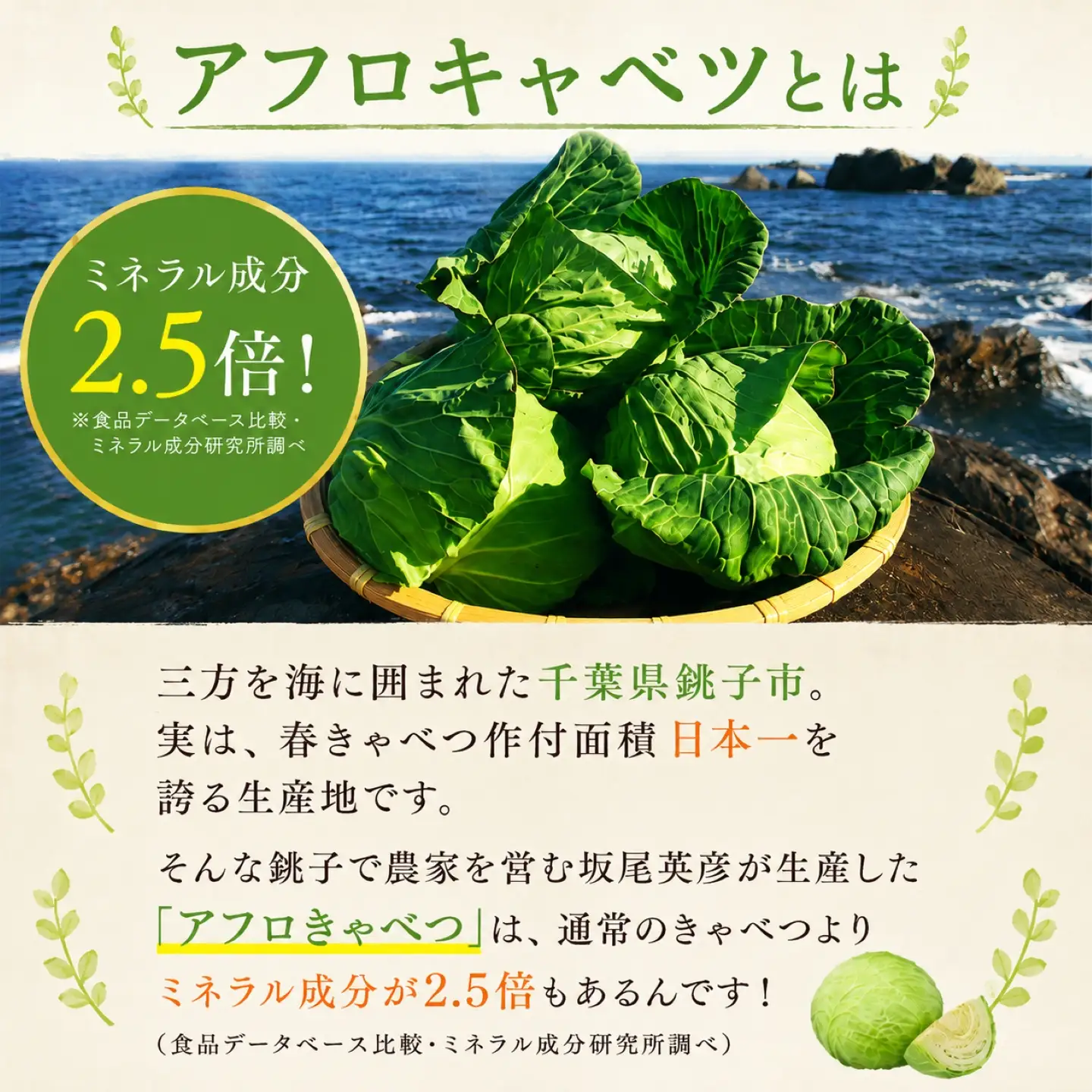 餃子 きゃべつ餃子 15個