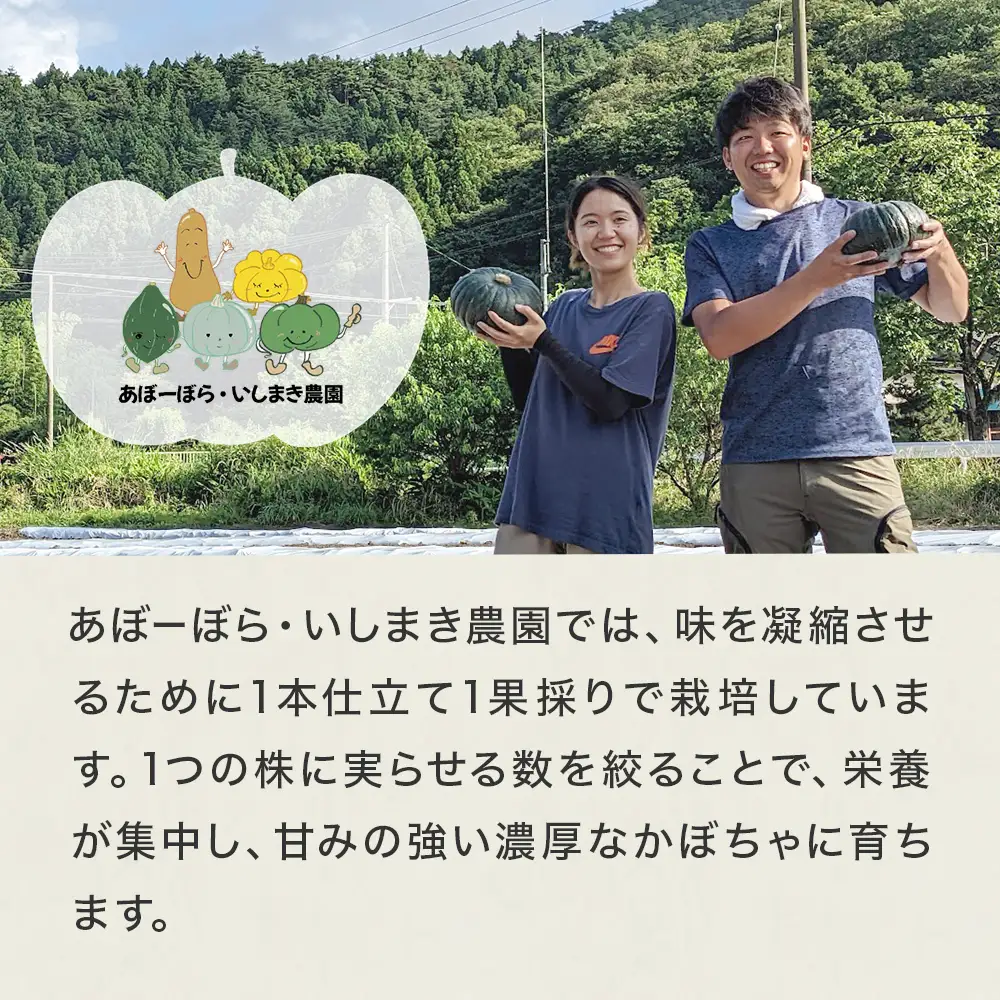 石巻伝承野菜 かぼちゃ ダークホース 5キロ 3～4玉 カボチャ 南瓜 野菜 石巻産 国産 甘い 濃厚 おかず スープ 宮城県 宮城 石巻市 石巻