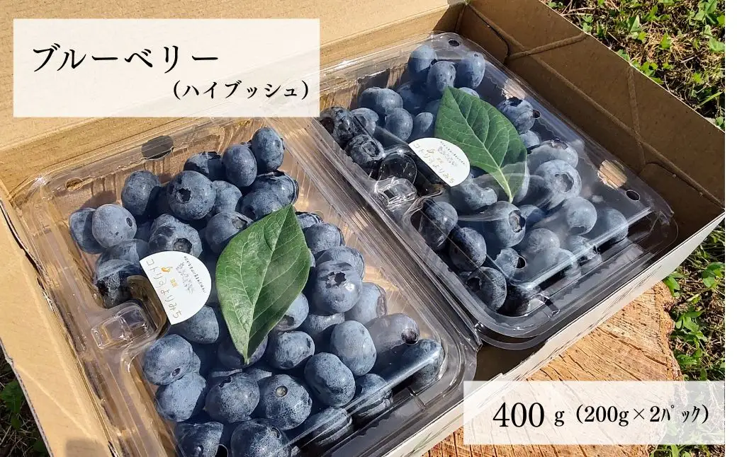 ブルーベリー（ハイブッシュ） 生果 400g | ブルーベリー 栃木県 茂木町