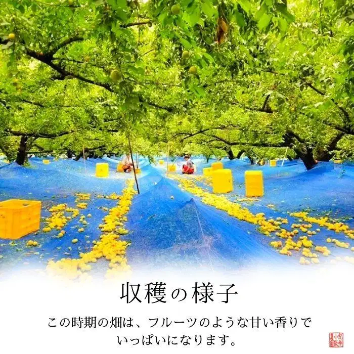 無添加　白干梅　(2L～3Lサイズ、800g）紀州南高梅　【梅農家厳選　手づくり梅干】