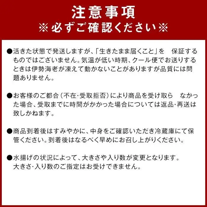 活 伊勢海老 1尾 ～ 2尾 入り 合計 約300g ～ 400g セット 産地直送 船長 おすすめ