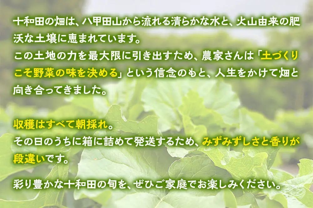 十和田の大地が育てた旬のお野菜お楽しみBOX 家族農家の朝採れ野菜