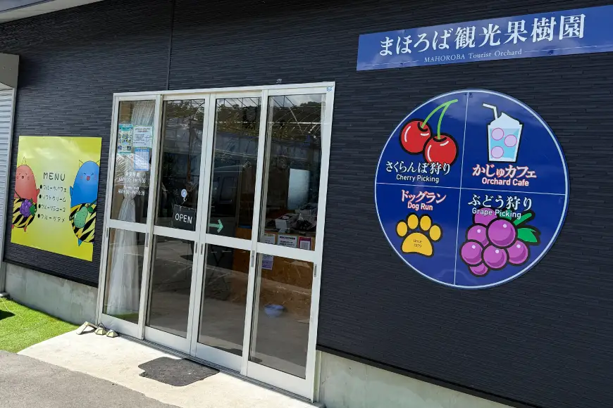 【期間限定発送】 ぶどう 朝採り デラウェア 特選 2kg