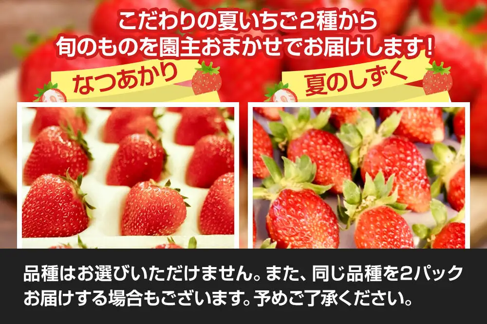 《近畿以北限定》 夏イチゴ専門農園の園主おすすめ！ 仙北市産 夏いちご 約600g（約300g×2パック）