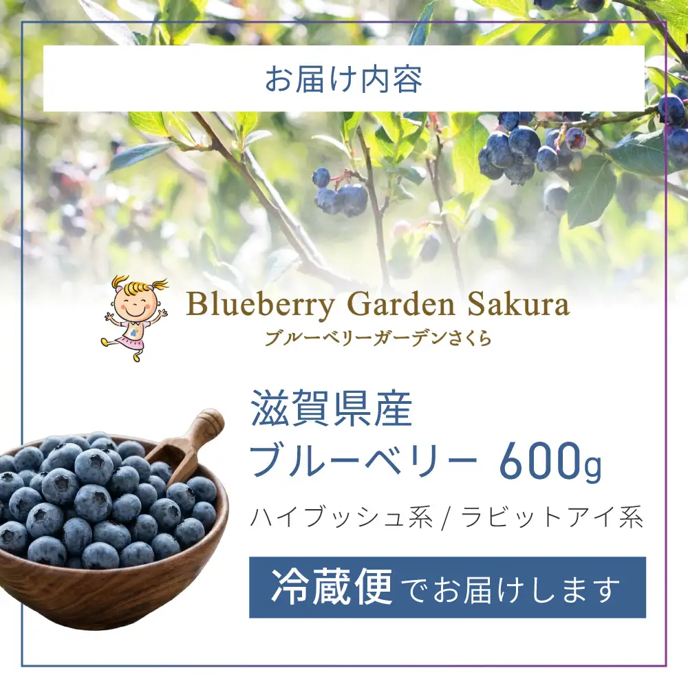 【期間限定】《2026年8月上旬まで》ブルーベリー 600g コバヤシ化成 滋賀県 東近江市 A-B53 ブルーベリー 国産 新鮮 生 予約 冷蔵 フルーツ 果物 完熟 産地直送 滋賀
