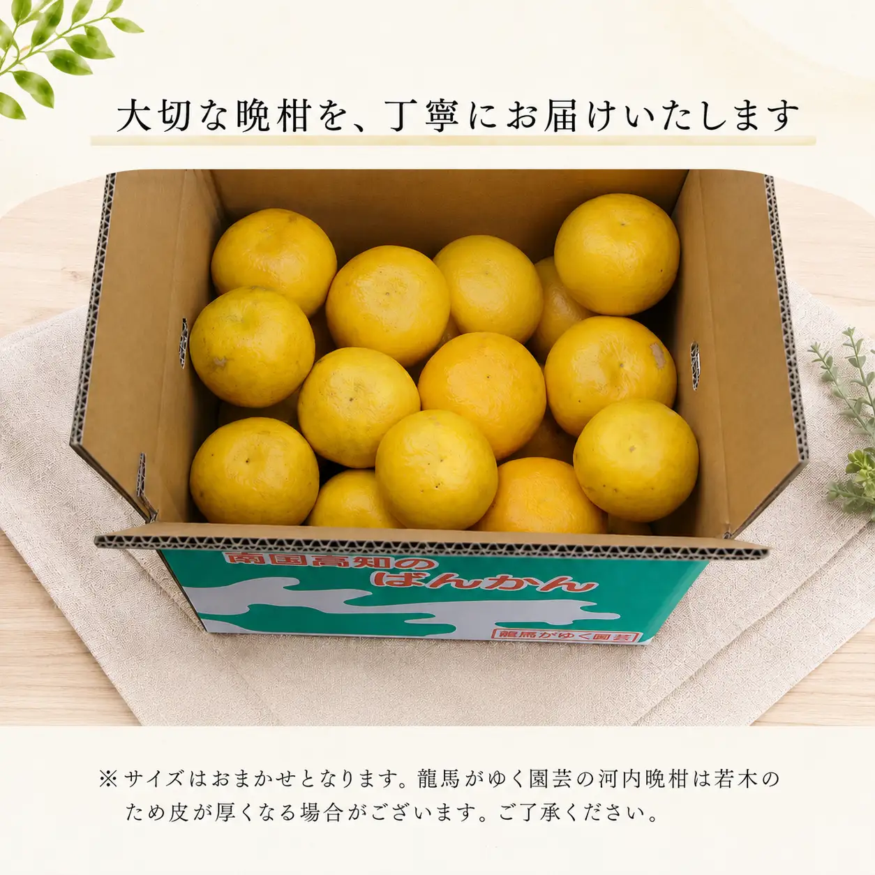 龍馬がゆく園芸の河内晩柑4.5kg（家庭用）