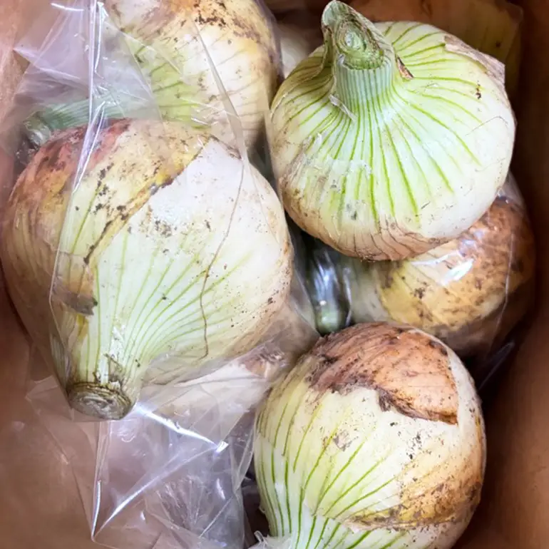 【訳あり】新玉ねぎ 1kg 4～7個 B03-009