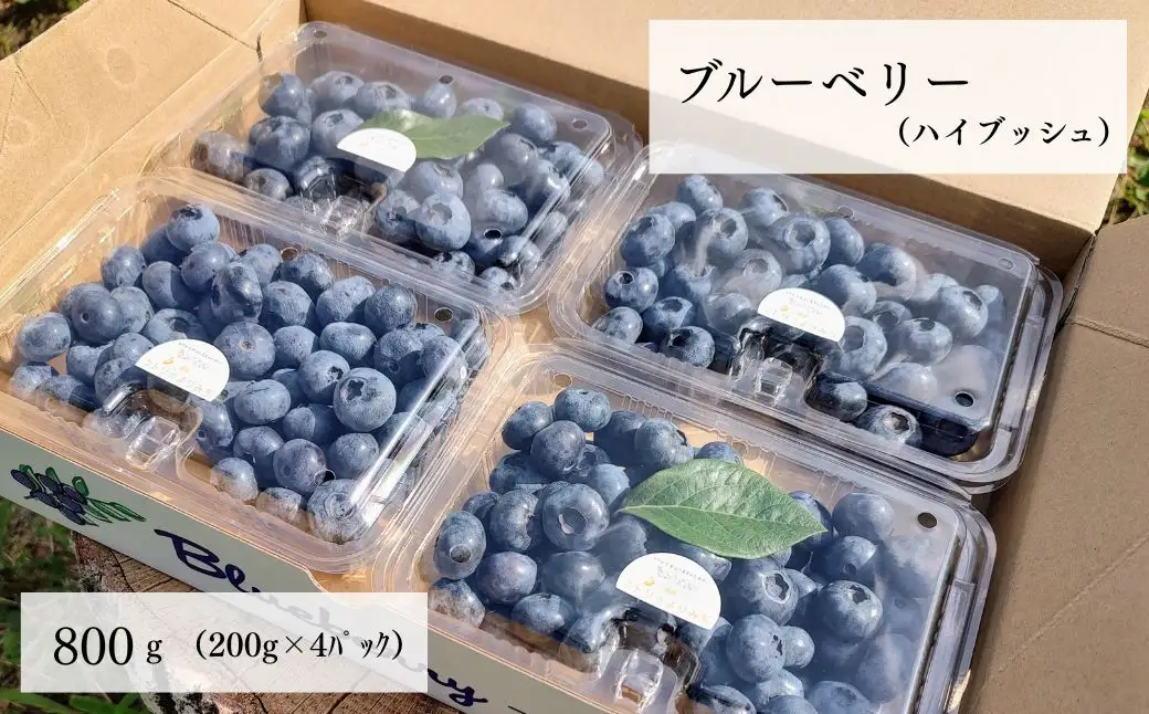 ブルーベリー（ハイブッシュ） 生果 800g | ブルーベリー 生果 栃木県 茂木町