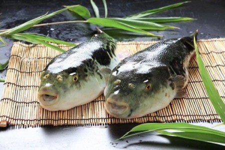 冷凍【淡路島3年とらふぐ】3年とらふぐのフグ刺し(約5～6人前)