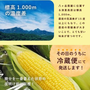 【2026年先行予約】北杜市産とうもろこし『味来（みらい）』朝採り直送13本セット [h019]
