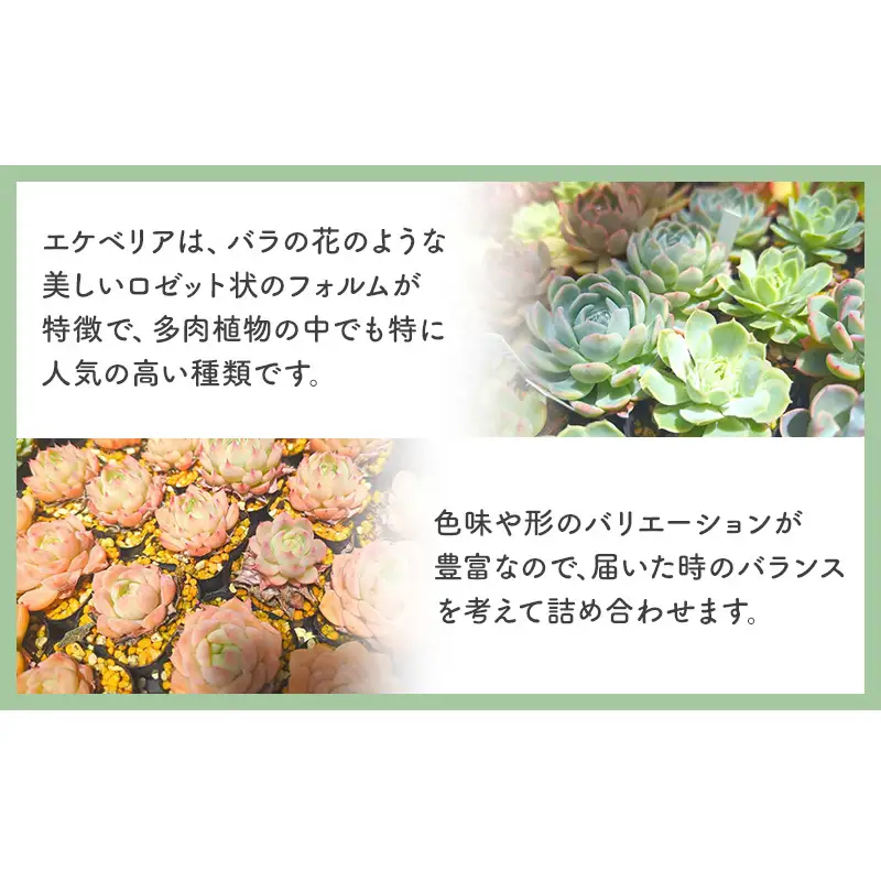 多肉植物 厳選エケベリア5点セット(育て方ガイド付き) | 滋賀県米原市
