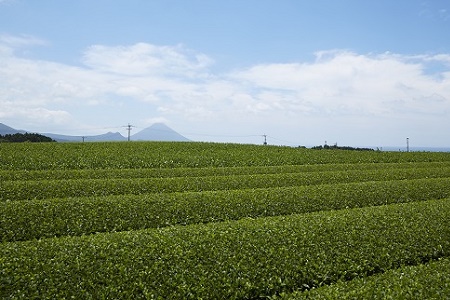 知覧茶水出し煎茶ティーバッグ5本セット【1185900】