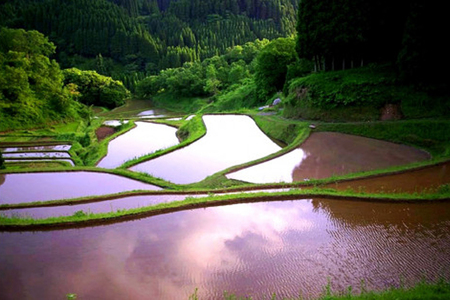 【JA阿蘇小国郷】令和7年産 阿蘇小国郷のお米「あきげしき」5kg 一等米限定 人気観光地でも提供 冷めても美味しい 高品質 おにぎり お弁当におすすめ 名水が育むお米 熊本県 阿蘇 小国町ふるさと納税