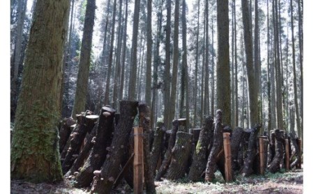 【地熱の里 坂本農園】地熱乾燥 原木椎茸 30g 4袋 計120g 阿蘇 熊本 小国郷 小国産 原木しいたけ 乾燥しいたけ 椎茸 ドライ わいた温泉郷 SDGｓ 常温保管 ご自宅用 贈り物 プレゼント