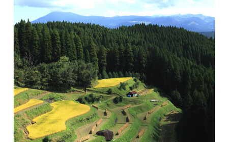 【小国町森林組合】阿蘇小国杉 ファイル A4サイズ 2枚組 小国杉 天然木 SDGs 国産材 阿蘇 熊本 小国 木製 文具 ステーショナリー 木目 贈り物 ギフト 贈答 プレゼント ノベルティにおすすめ 阿蘇小国杉のくらし