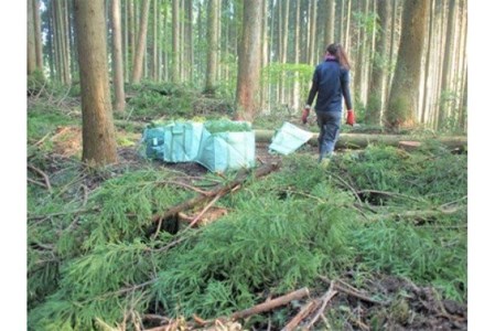 【小国町森林組合】阿蘇小国杉 エッセンシャルオイル 天然精油 3ml 小国杉 アロマ SDGs ボックス 専用箱 柑橘系 爽やか 精油 ルームフレグランス リラックス効果 Made in Aso-Oguni ギフト プレゼント 贈答 阿蘇小国杉のくらし